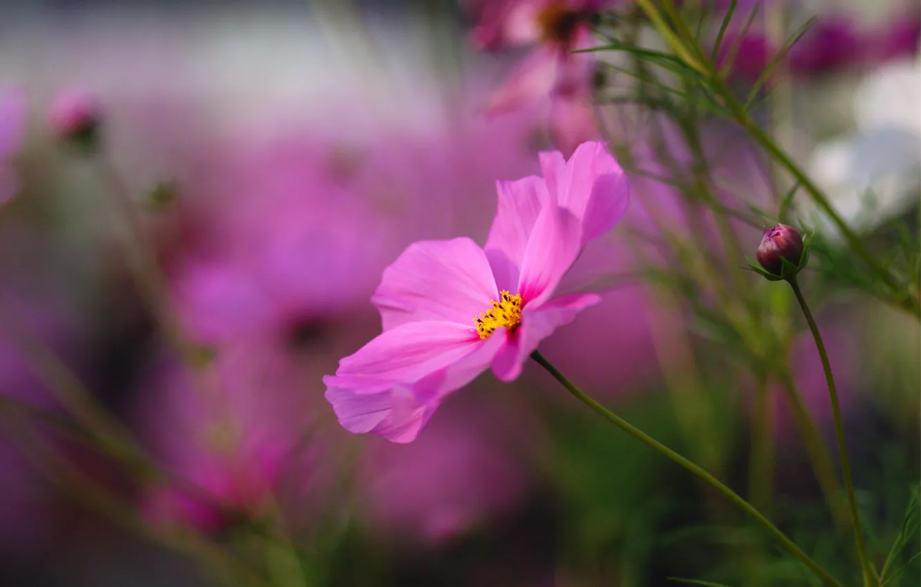 Фото обои цветок, макро, цветы, яркий, розовый, размытость, бутоны, Космея