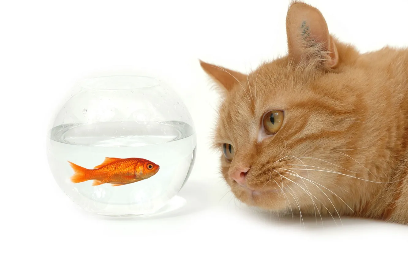 Фото обои кот, морда, вода, аквариум, рыжий, золотая рыбка