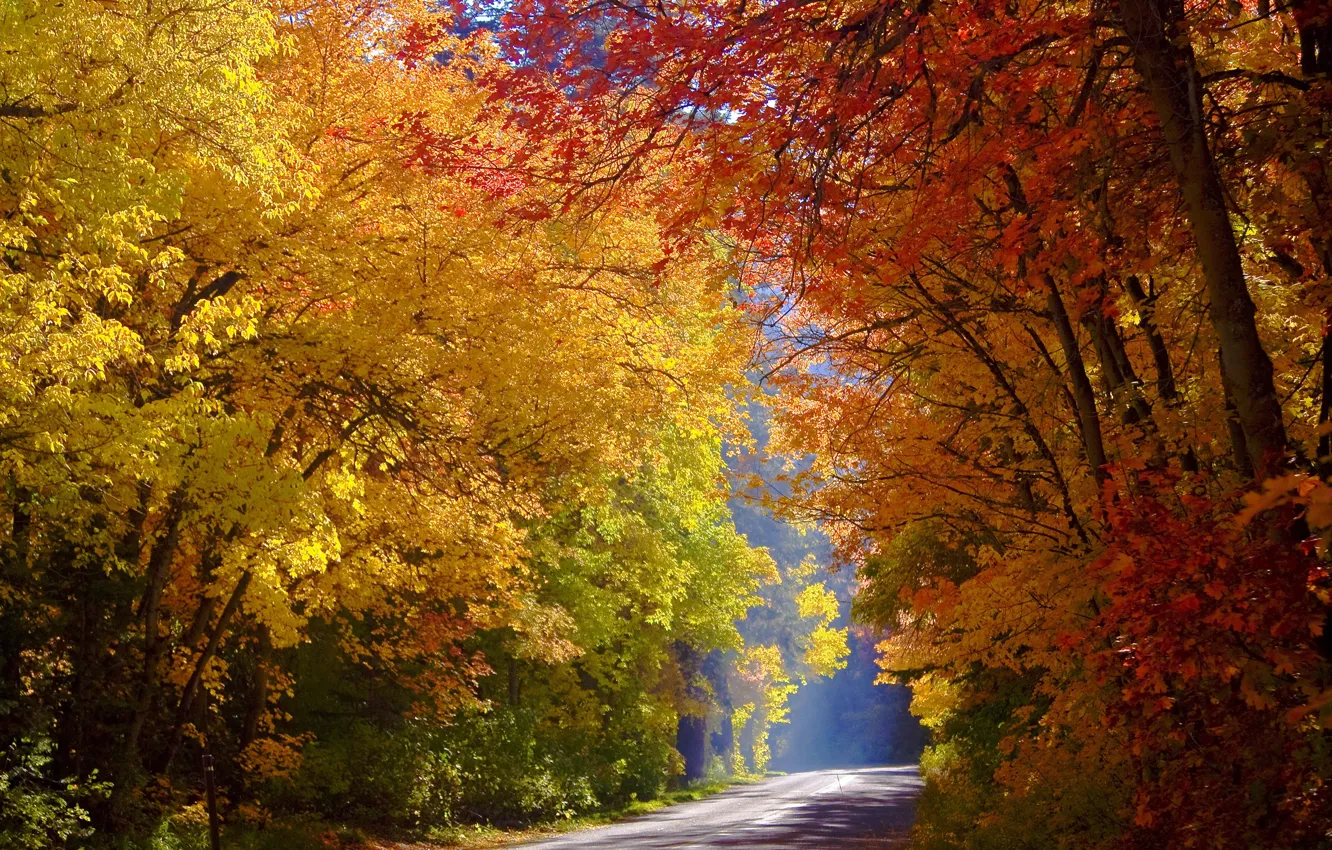 Фото обои дорога, осень, деревья, Юта
