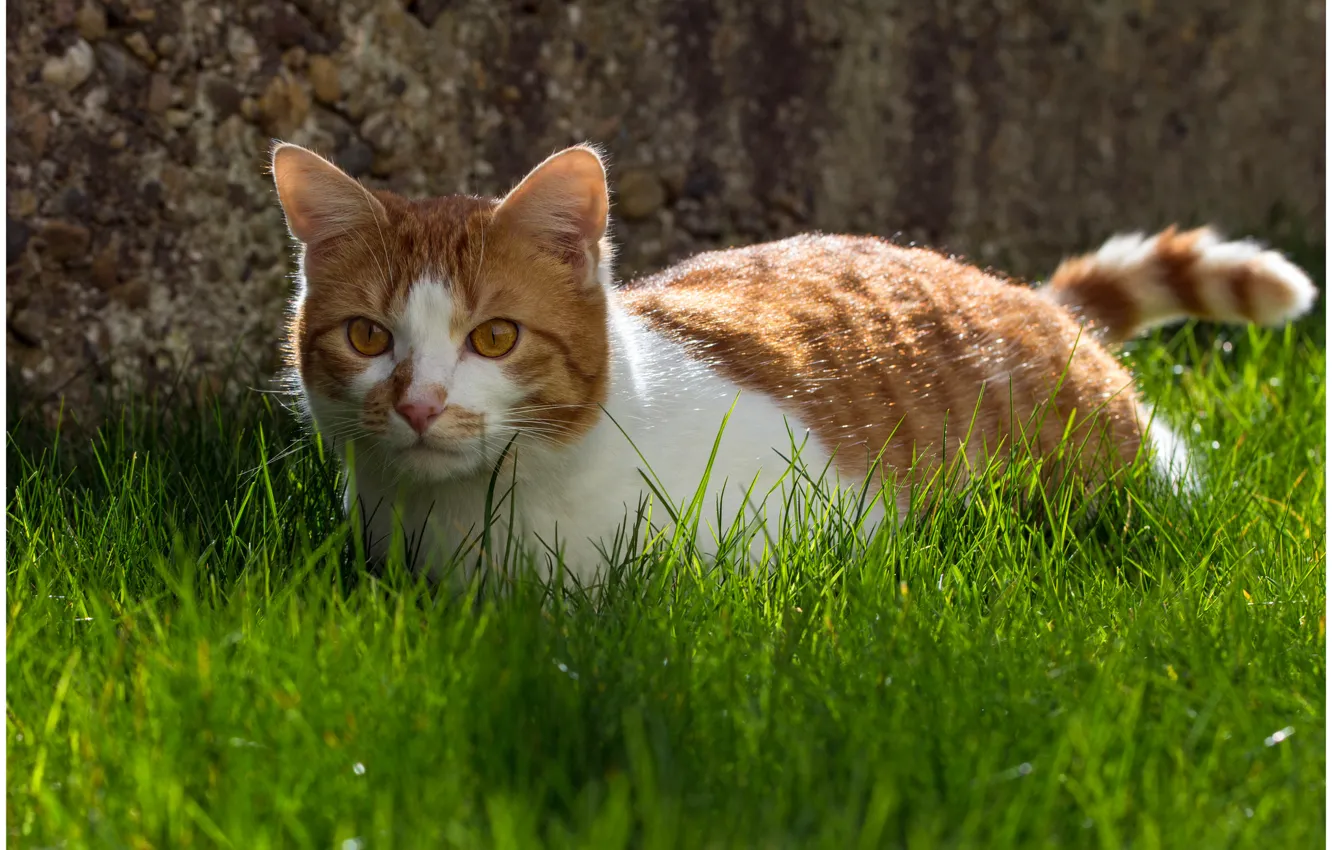 Фото обои кошка, трава, кот, фон, животное, widescreen, обои, wallpaper, grass, широкоформатные, cat, background, animal, полноэкранные, HD …