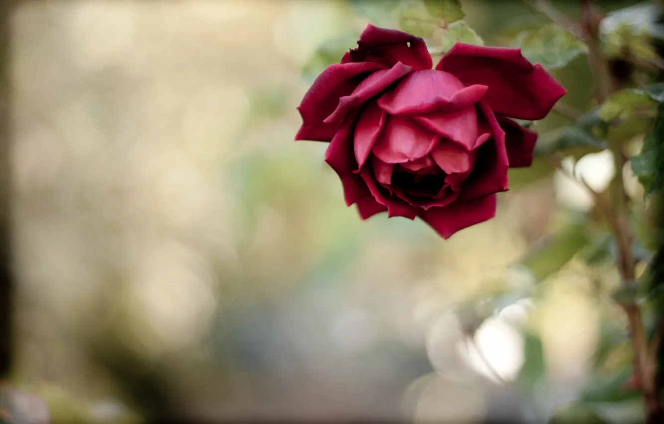Фото обои цветок, роза, лепестки, стебель, красная