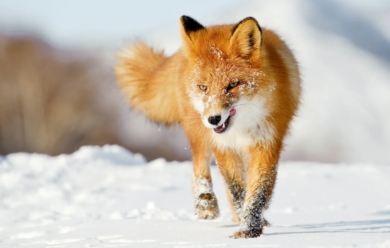 Фото обои зима, язык, снег, лиса, рыжая, лисица