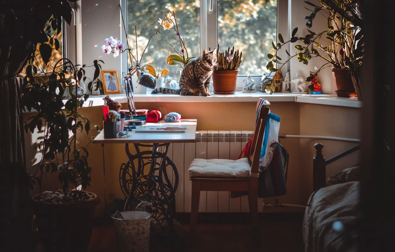 Фото обои кот, девушки, комната, окно