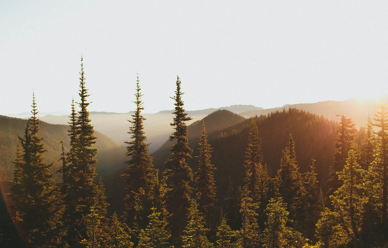 Фото обои лес, свет, горы, утро