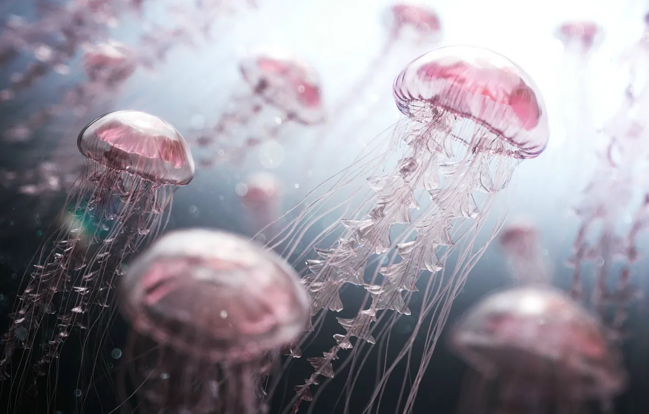 Фото обои свет, подводный мир, Розовые медузы