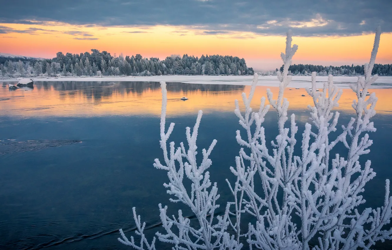 Фото обои иней, осень, ветки, озеро, Швеция, Sweden, изморозь, Lapland, ноябрь