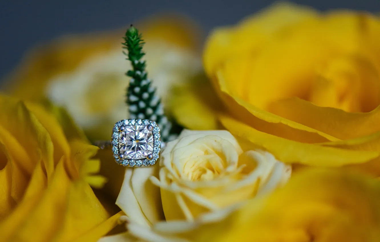 Фото обои цветок, камень, роза, кольцо, желтые лепестки