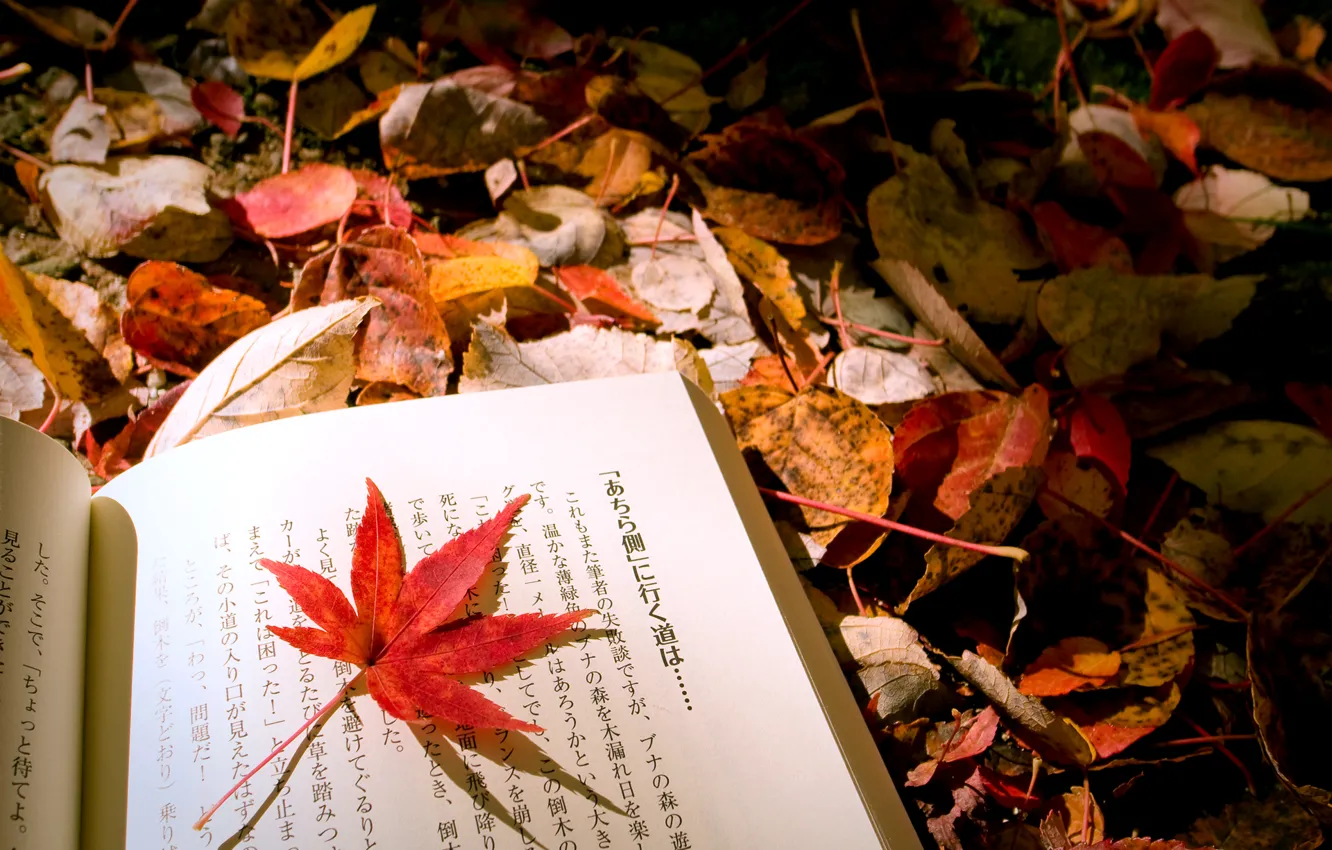 Фото обои осень, макро, лист, листва, микс, книга, японский