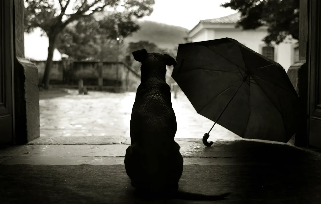 Фото обои стиль, зонтик, 152, двор, пес