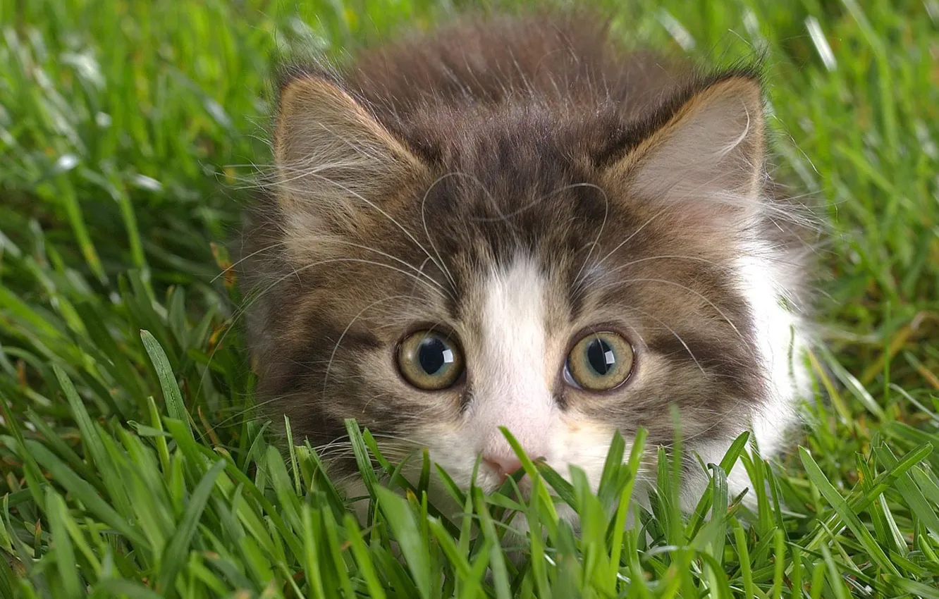 Фото обои трава, глаза, взгляд, котенок
