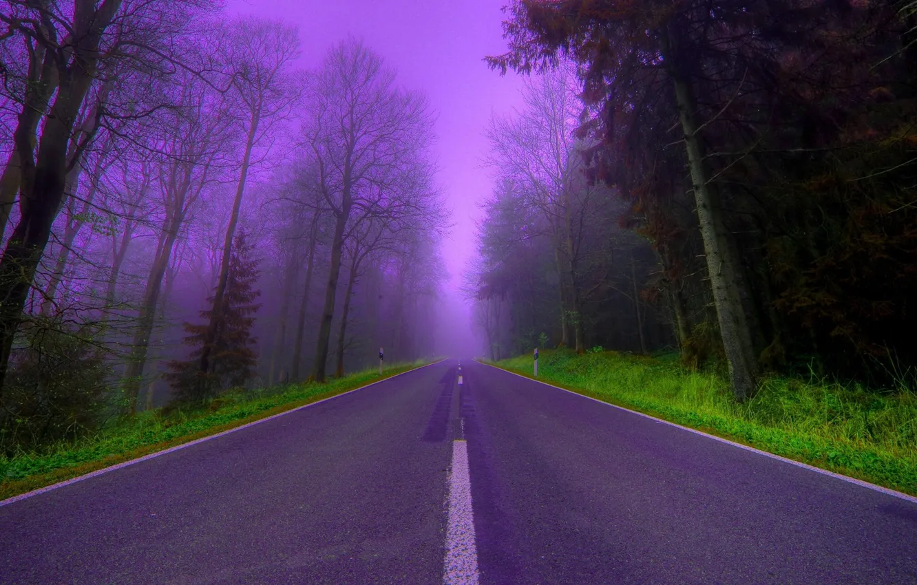 Фото обои дорога, деревья, туман, сиреневый, вечер, Лес, красиво