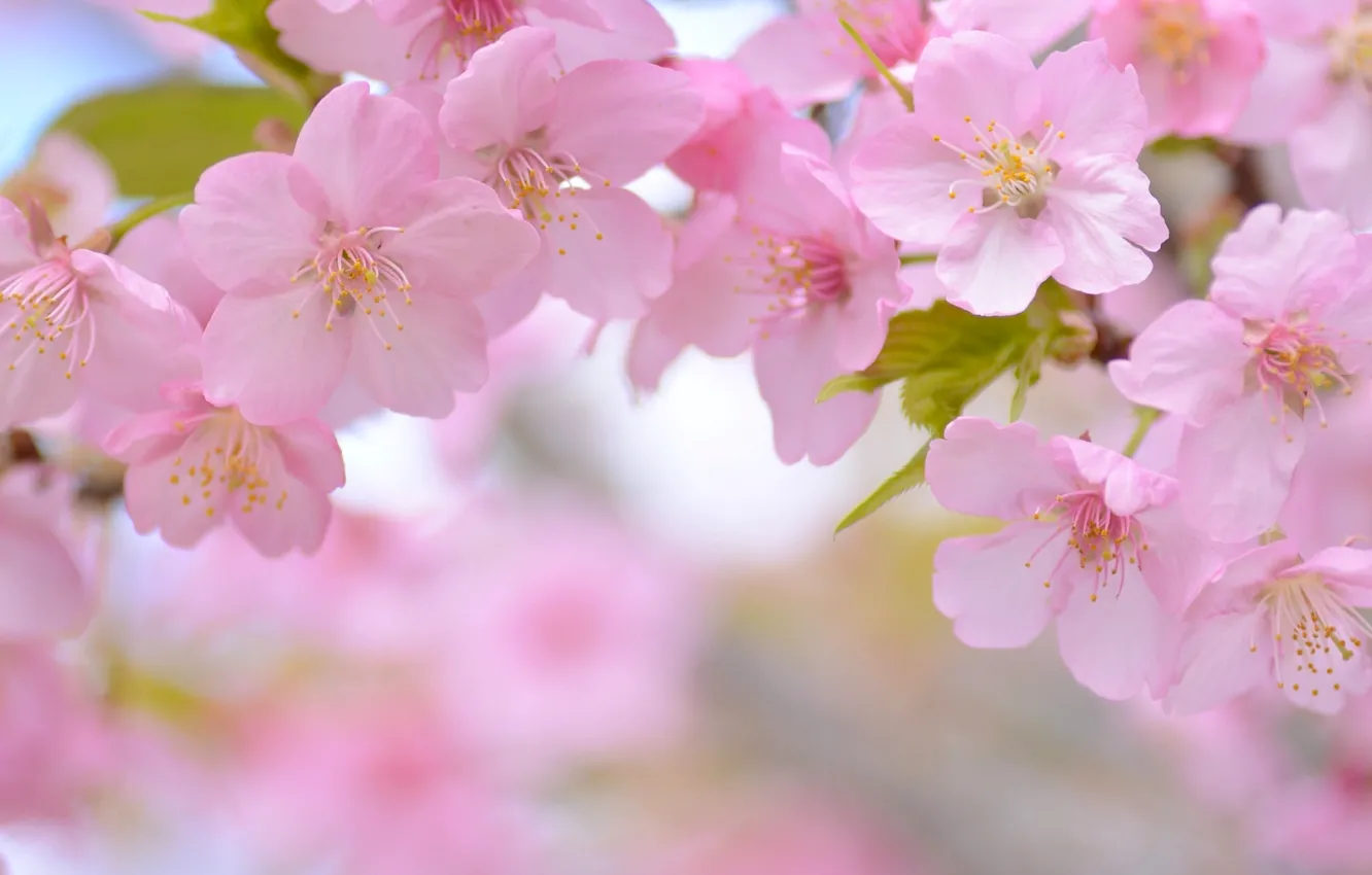 Фото обои макро, вишня, весна, сакура, цветение, цветки