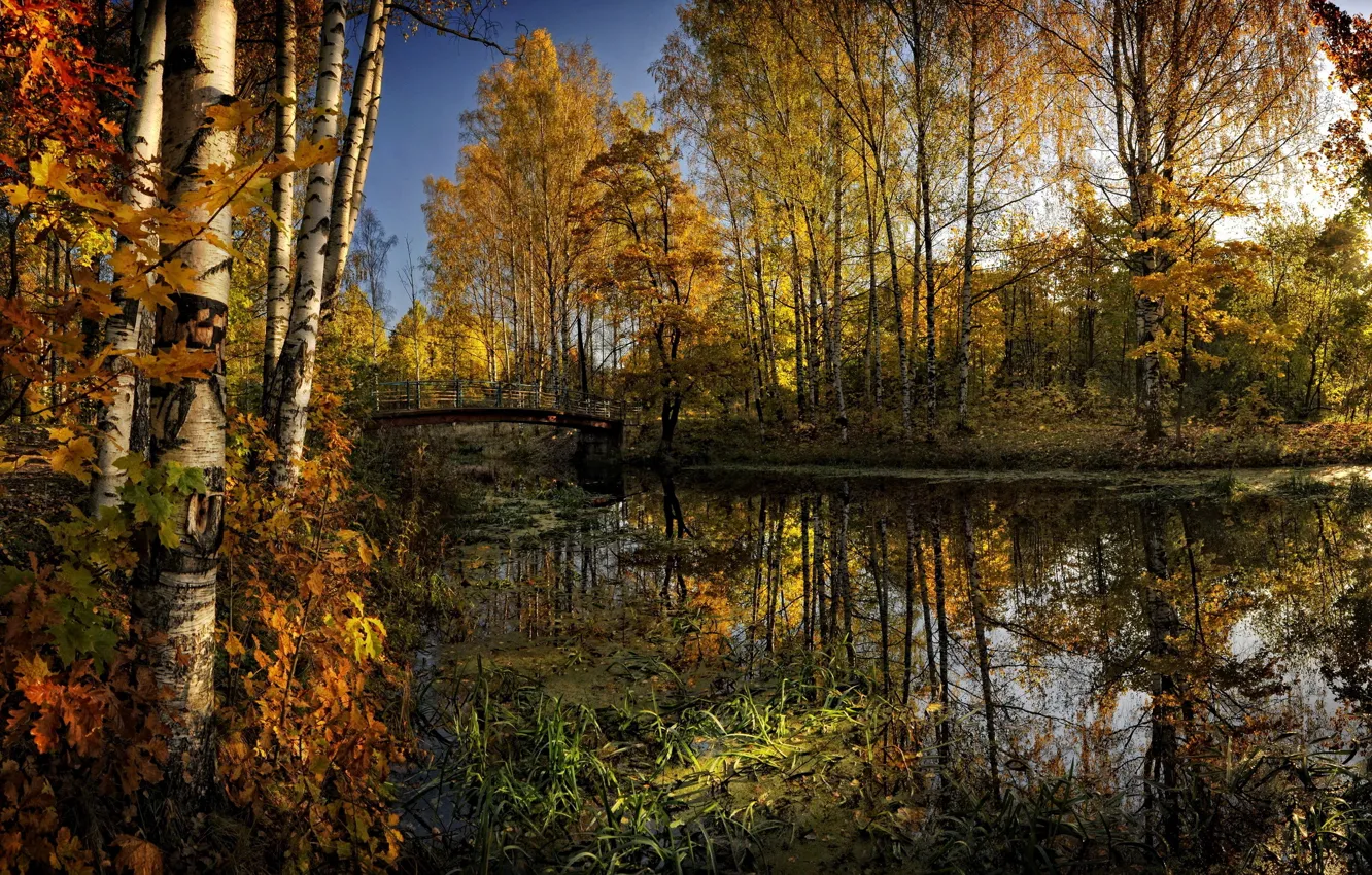 Фото обои осень, лес, деревья, мост, желтые, речка