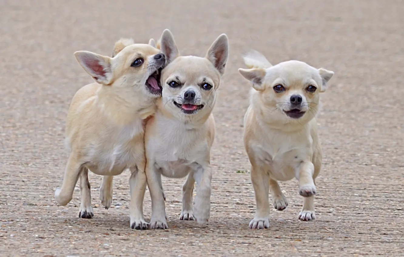Фото обои собаки, прогулка, друзья, трое, товарищи, Чихуахуа