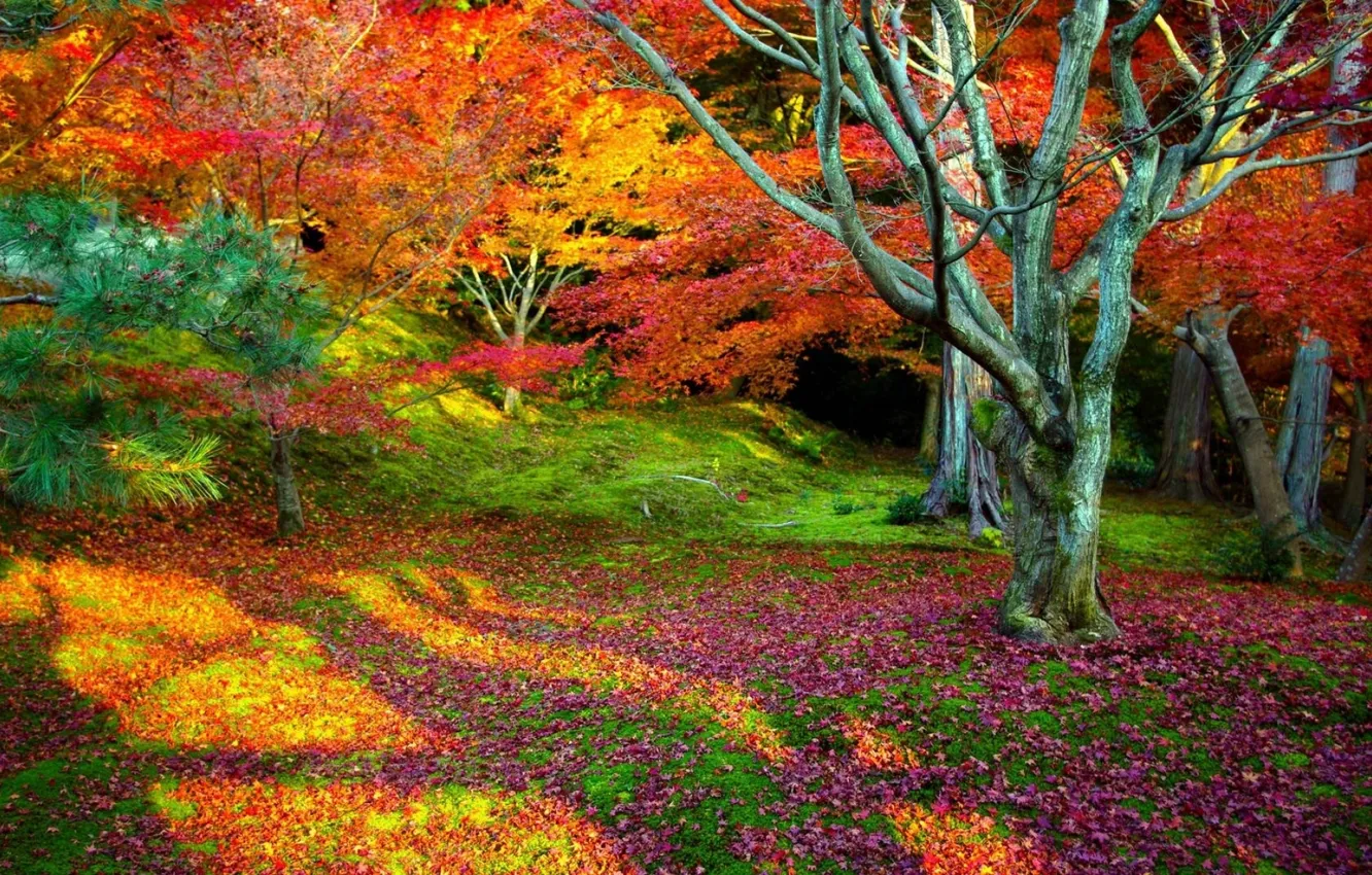 Фото обои осень, листья, деревья, пейзаж, природа, фон, дерево, красота, ярко, листопад, красочно