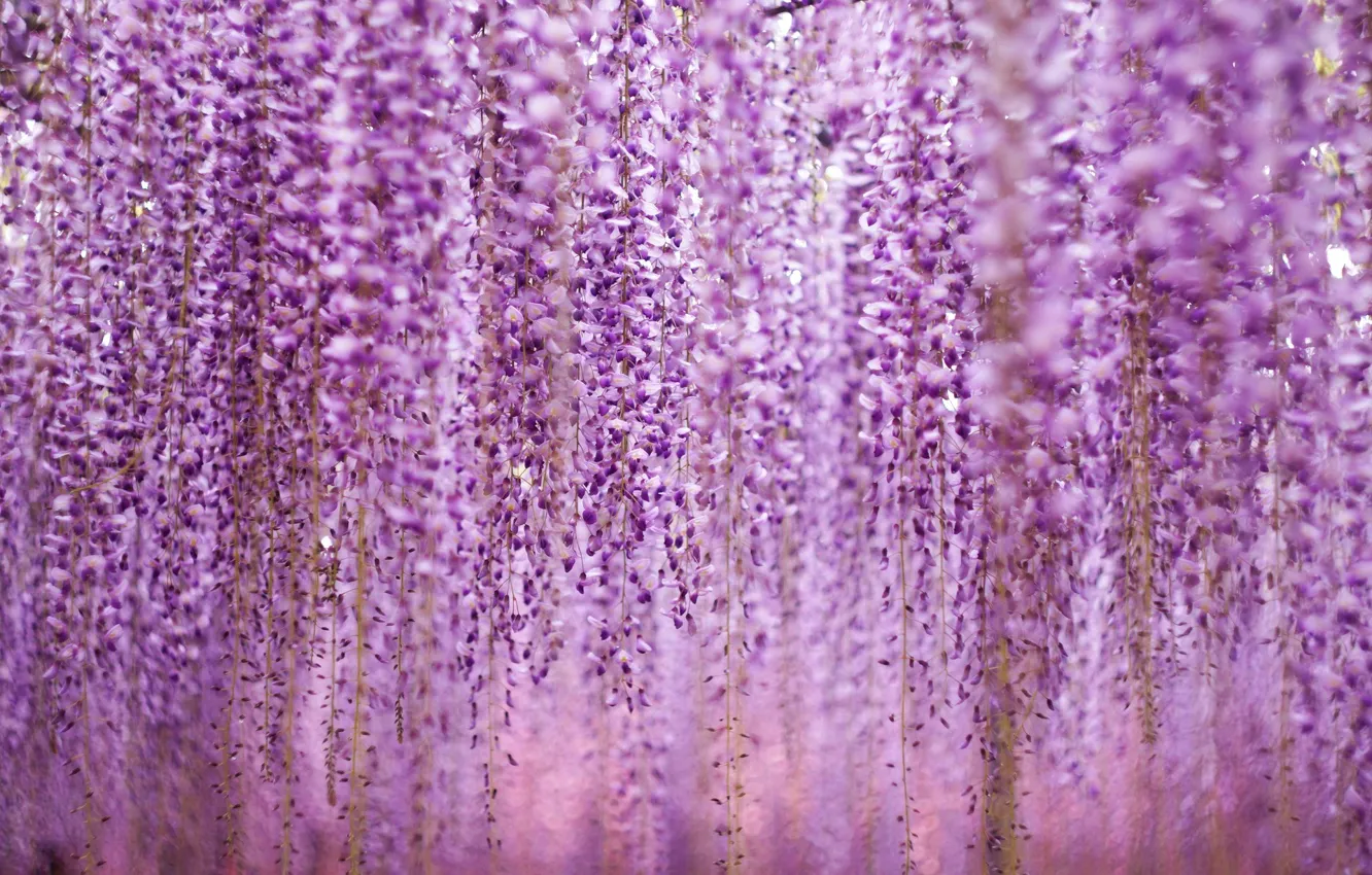 Фото обои фиолетовый, цветы, flowers, violet