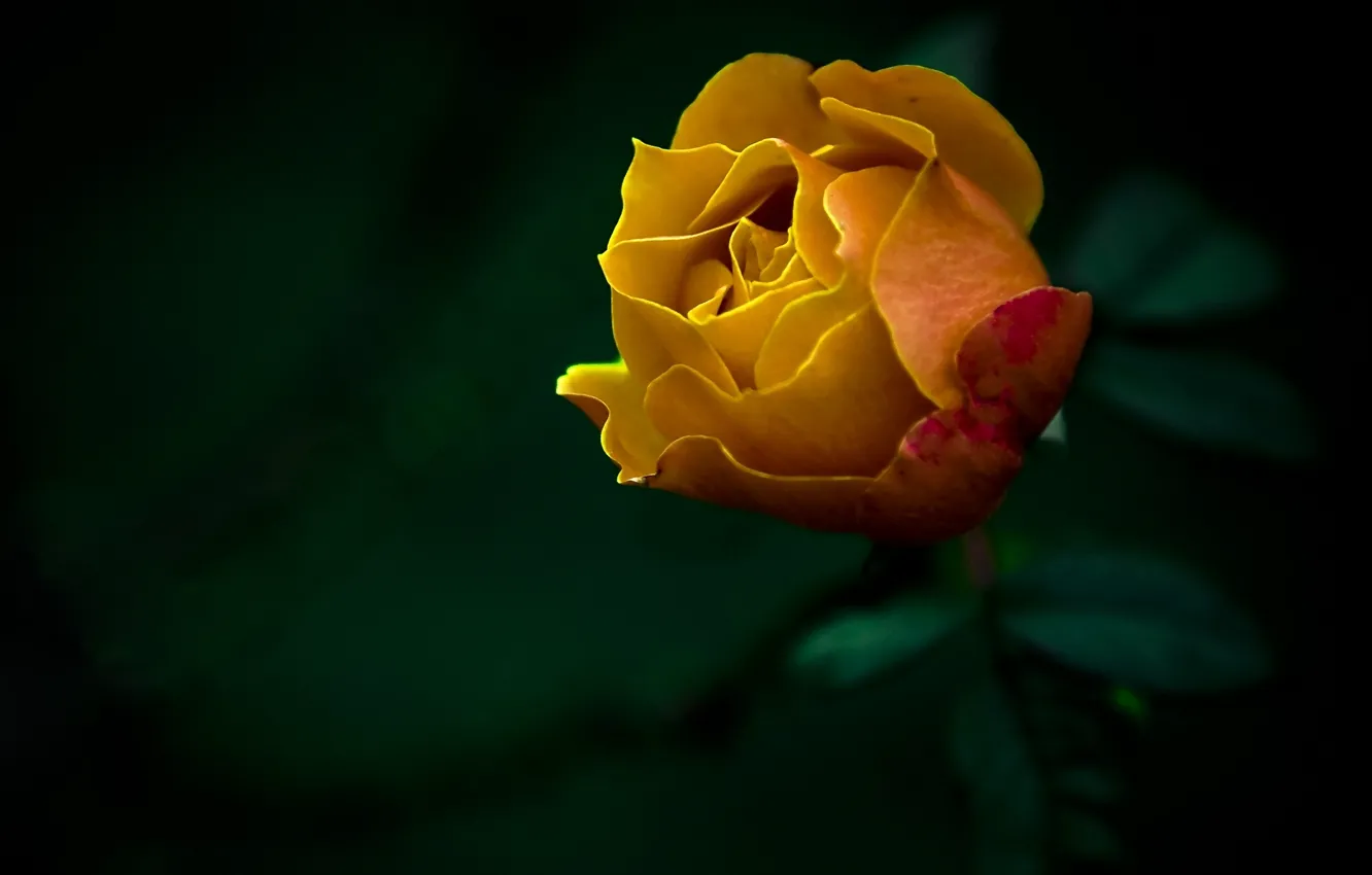 Фото обои цветы, природа, фото, роза