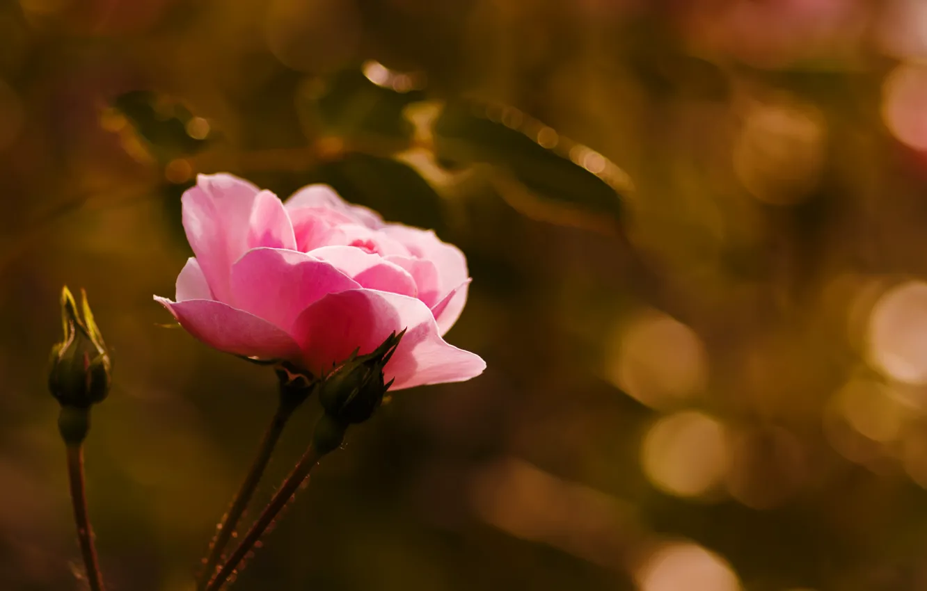 Фото обои цветок, макро, роза, бутоны