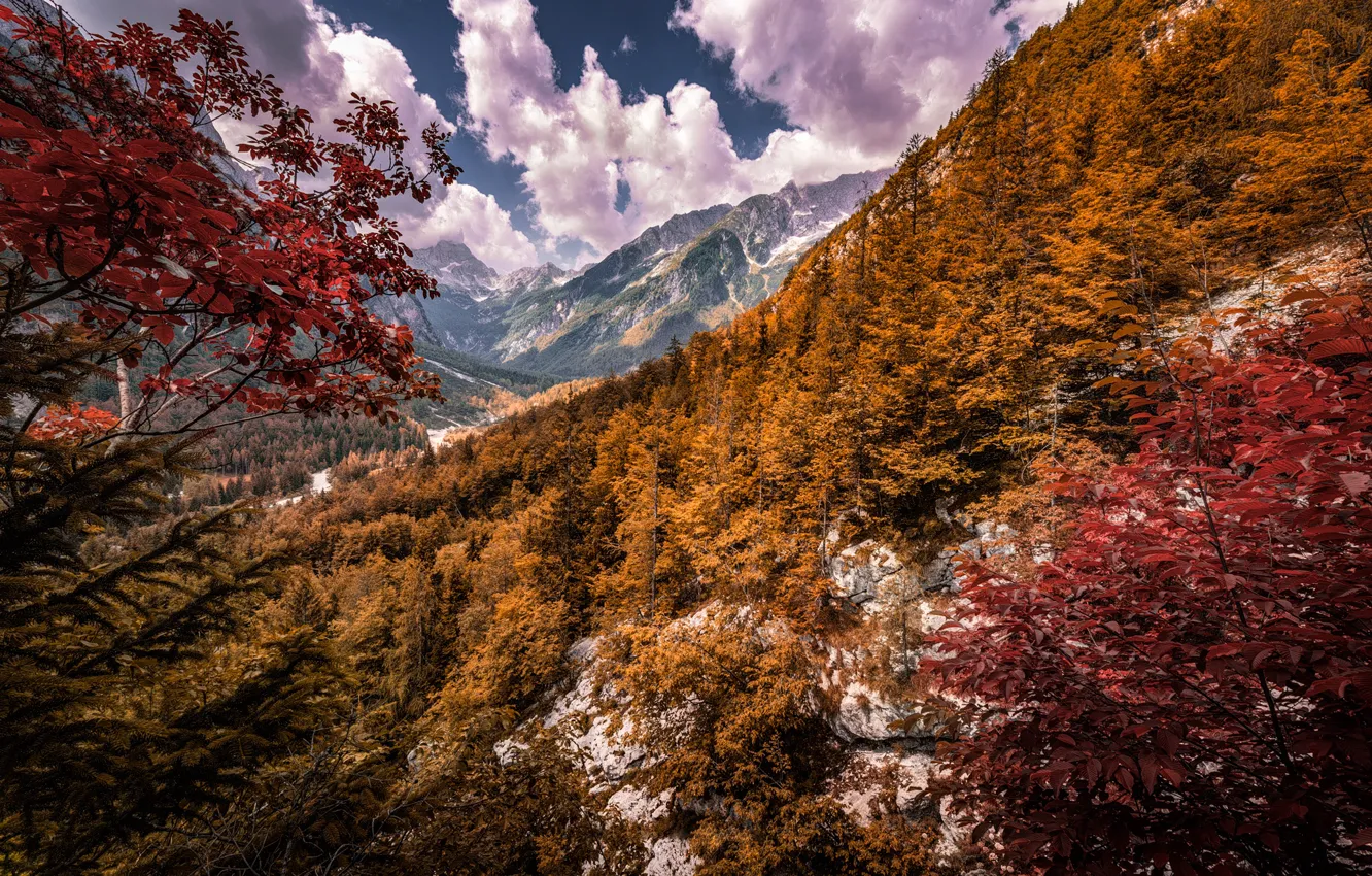 Фото обои осень, лес, деревья, горы, Альпы, Словения, Slovenia, Alps