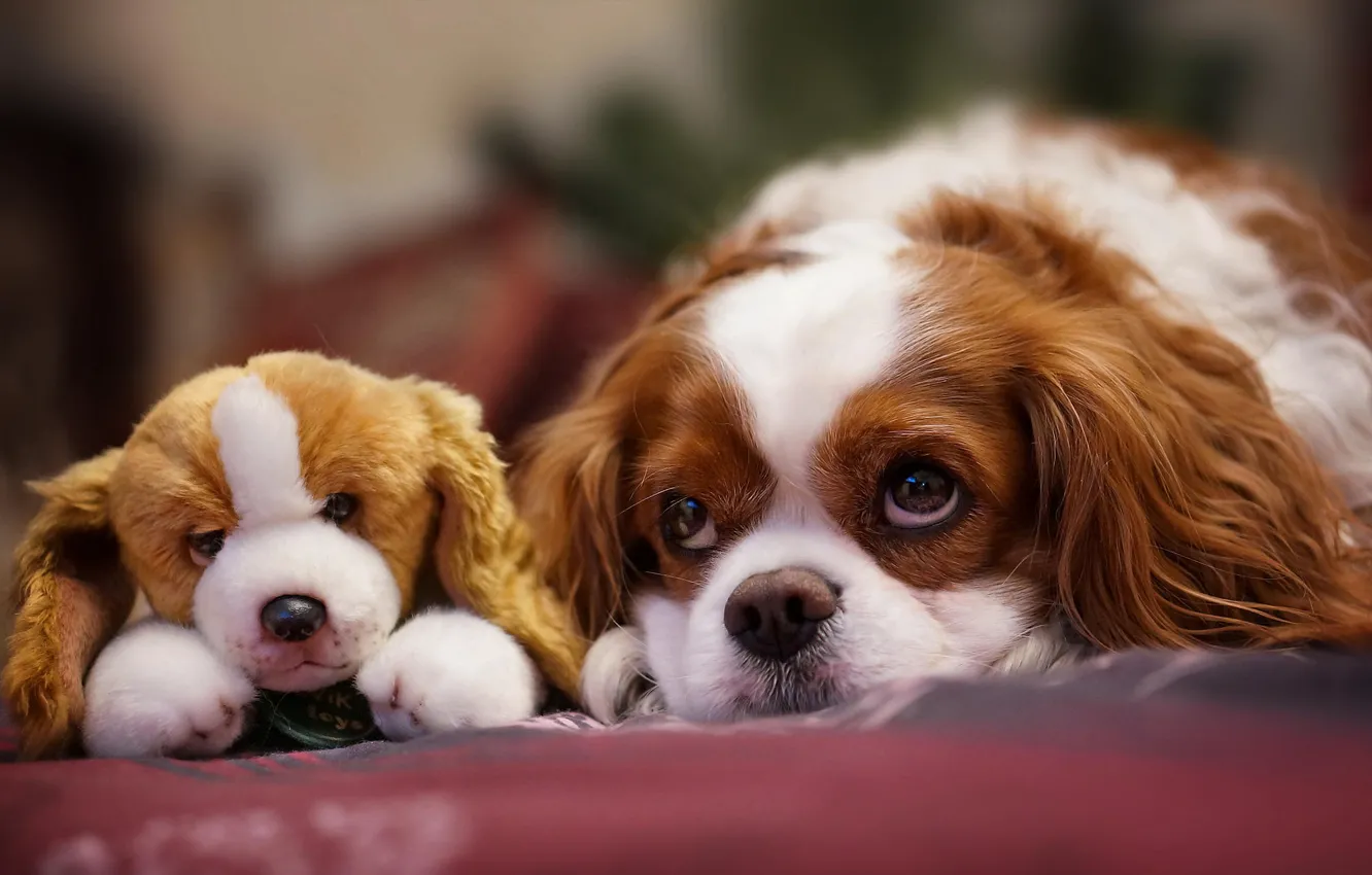 Фото обои взгляд, игрушка, собака, мордочка, щенок