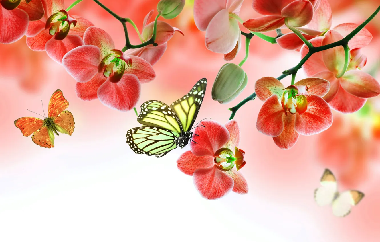 Фото обои бабочки, цветы, орхидея, flowers, beautiful, orchid, butterflies