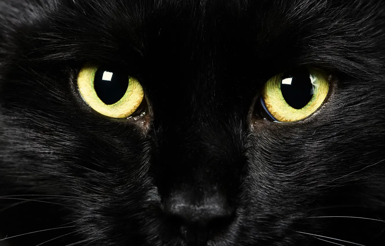 Фото обои глаза, взгляд, фон, черный кот