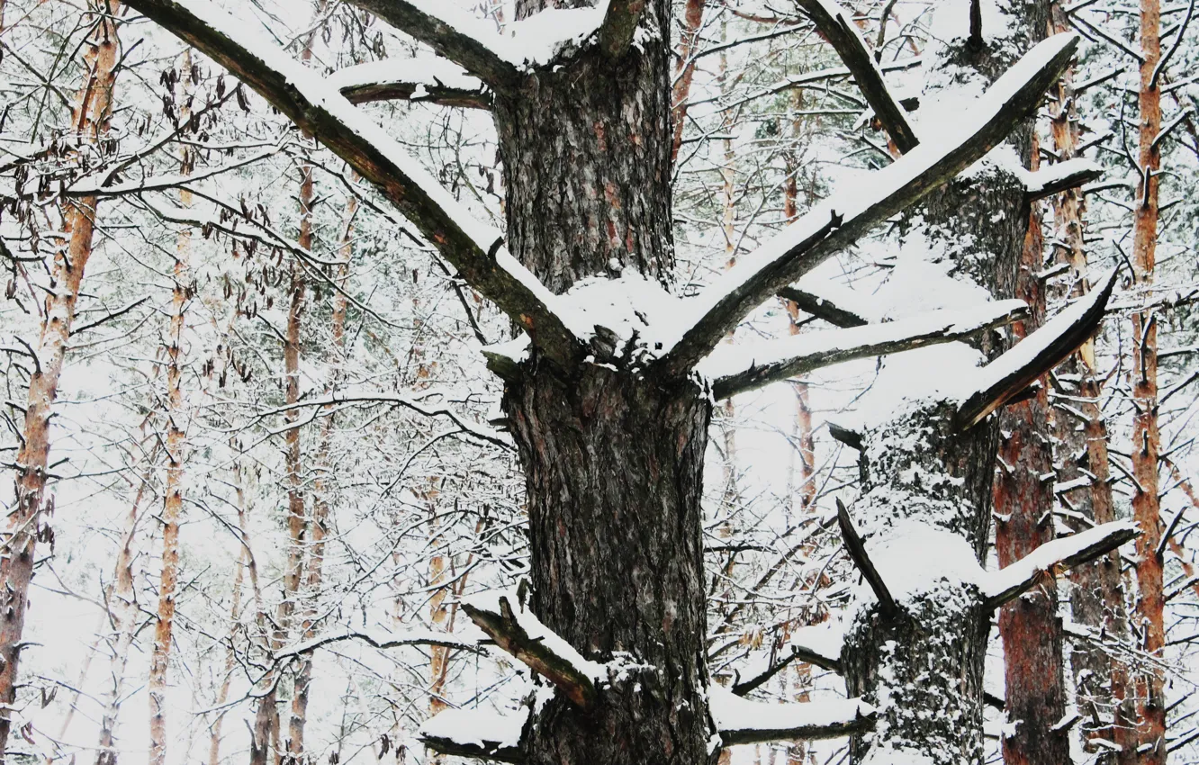 Фото обои снег, деревья, природа