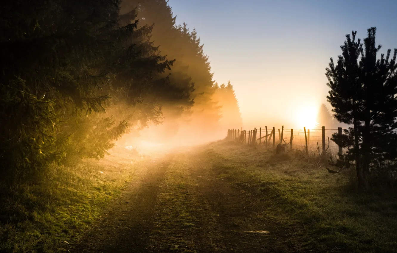 Фото обои изгородь, туман утром, дорога в даль