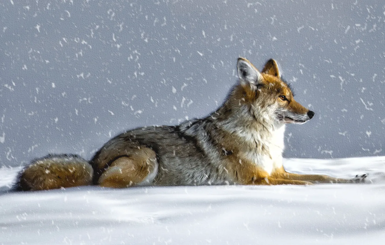 Фото обои зима, снег, волк, койот