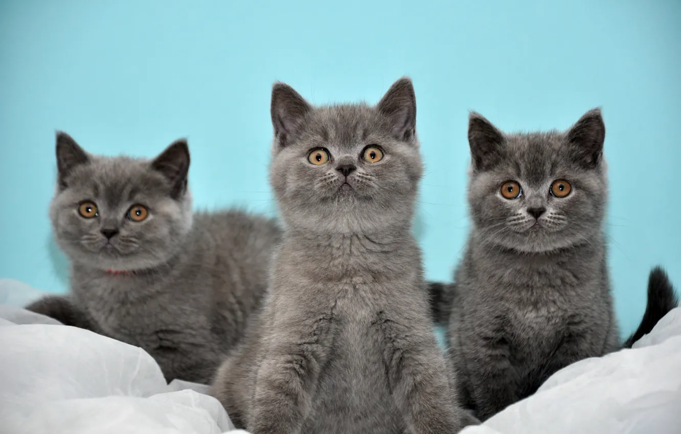 Фото обои котята, серые, трое, Коты, британские, бирюзовый фон