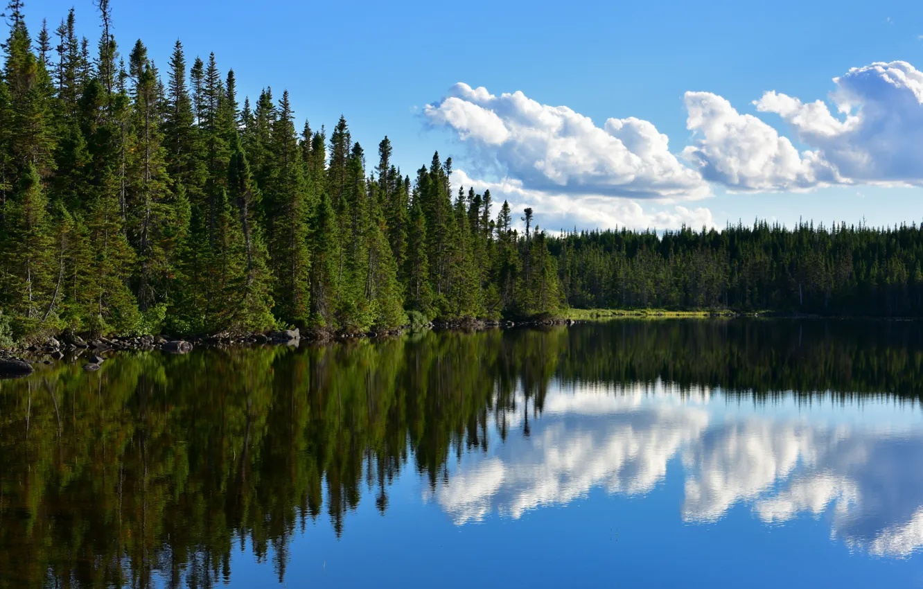 Фото обои лес, озеро, пруд, отражение, Канада, Canada, Ньюфаундленд, Newfoundland, Puddle Pond