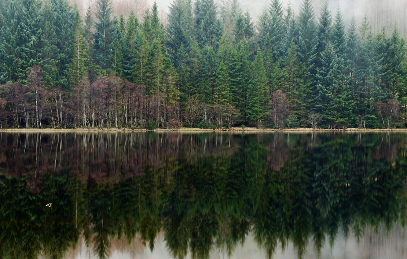 Фото обои лес, туман, озеро, отражение, сосны