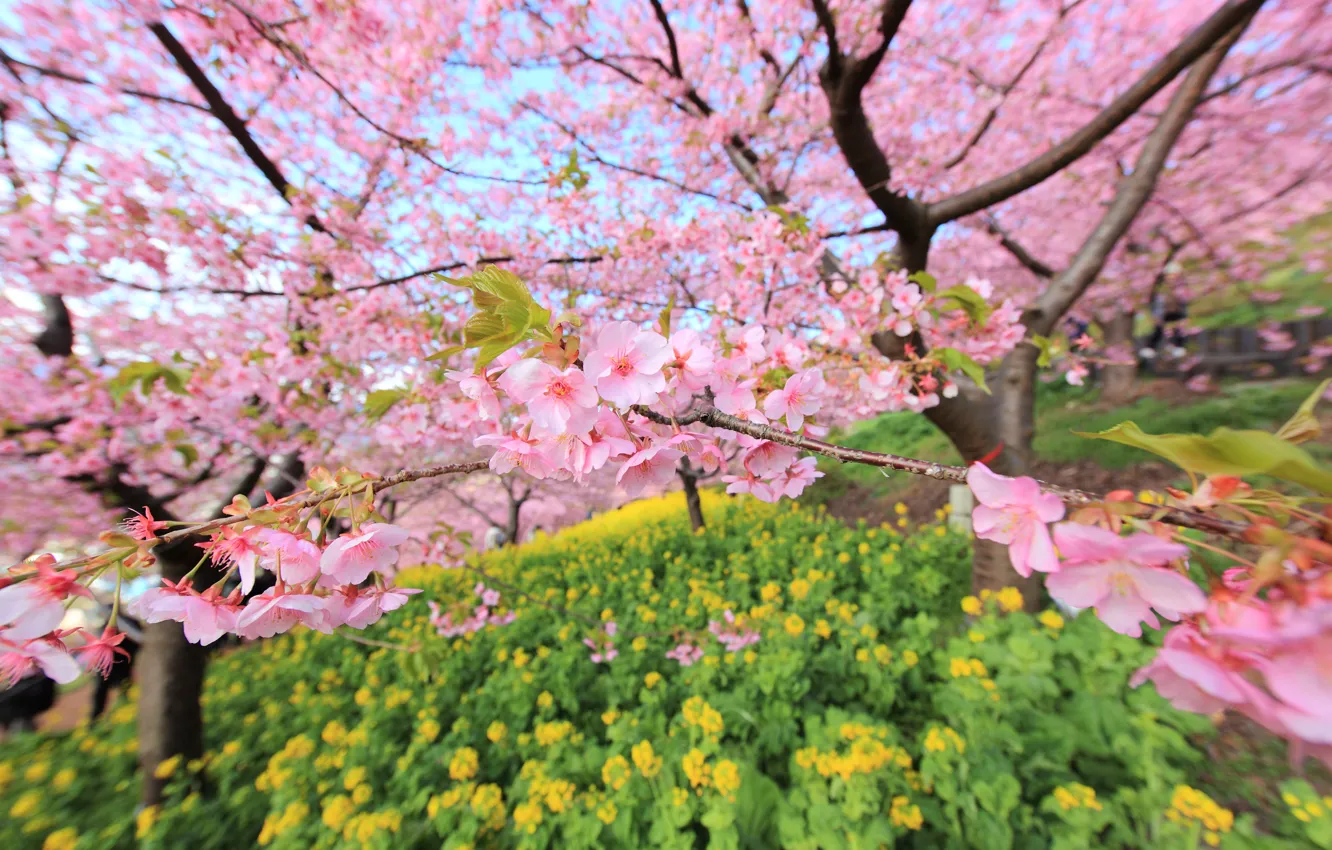 Фото обои ветки, дерево, Япония, размытость, сад, сакура, цветение