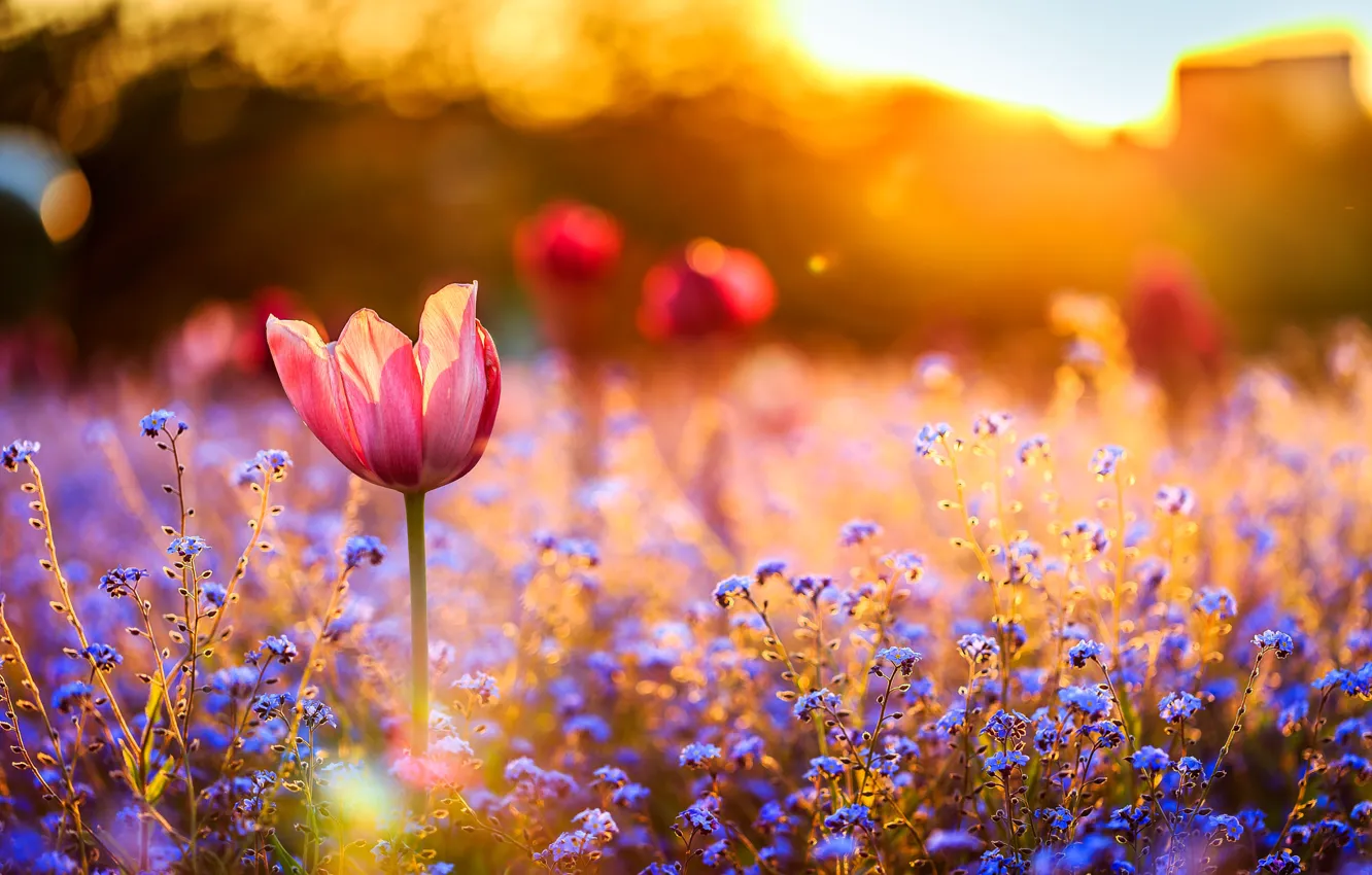 Фото обои поле, закат, цветы, тюльпан