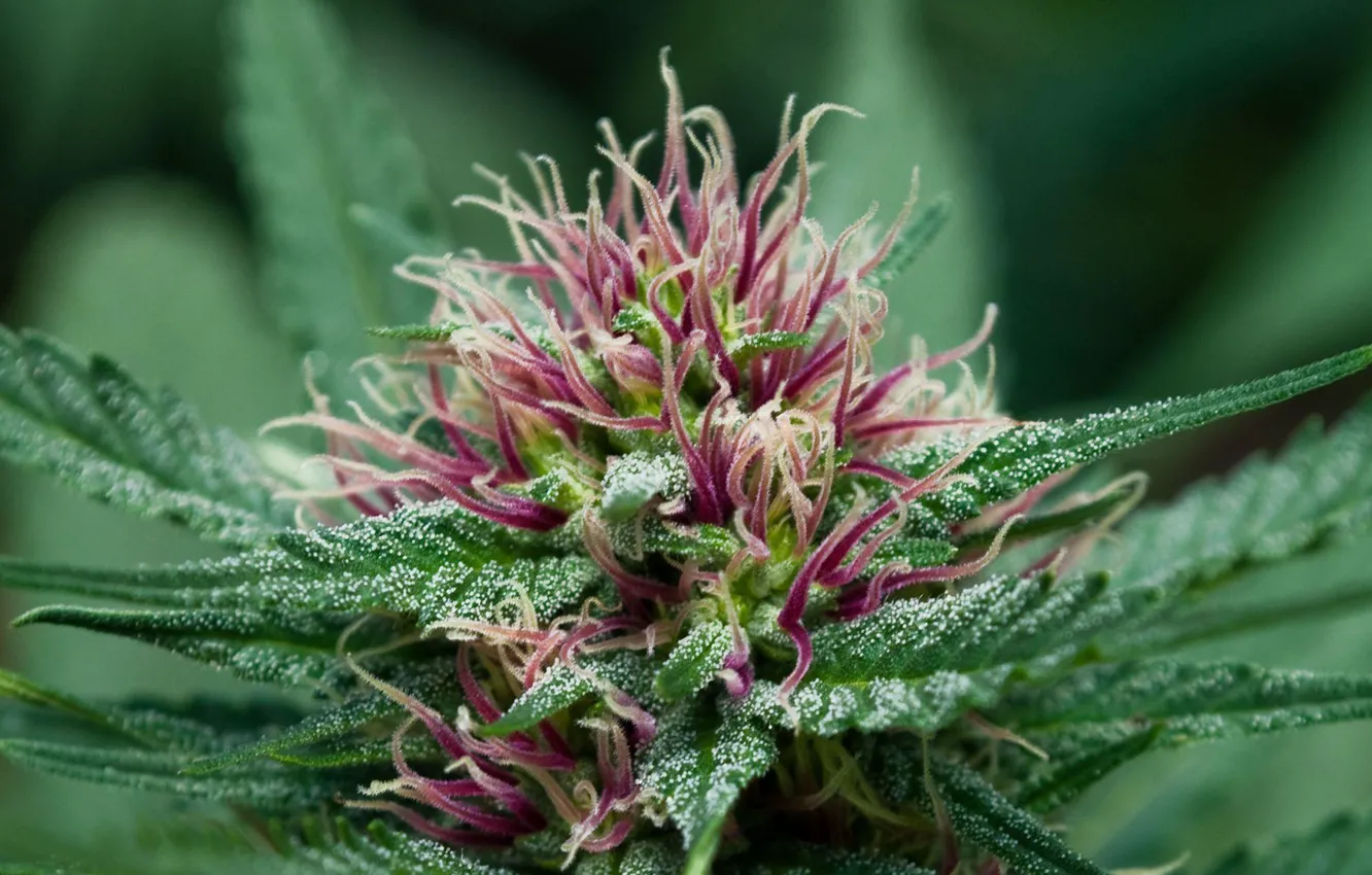 Цветение цветов марихуаны симптомы у тех кто курит коноплю