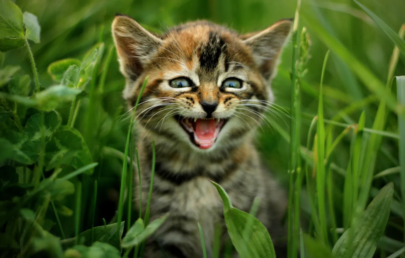 Фото обои трава, кот, природа, котёнок