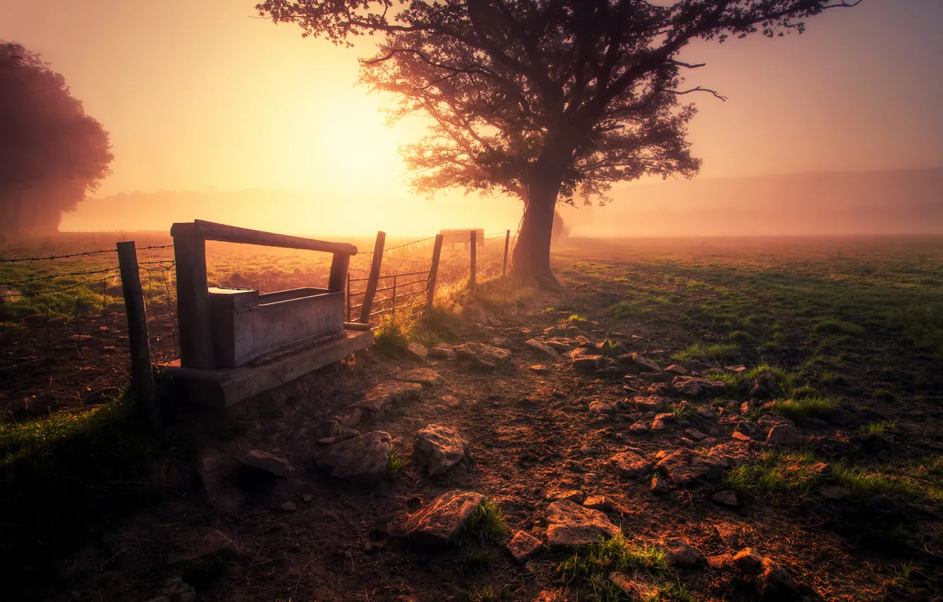 Фото обои поле, трава, природа, туман, дерево, земля, забор, утро