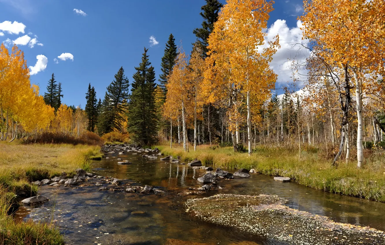 Фото обои осень, деревья, пейзаж, река