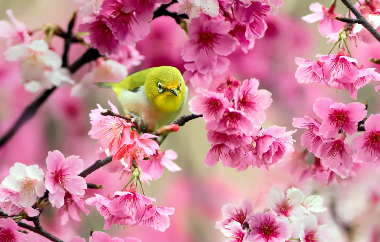 Фото обои цветы, ветки, вишня, дерево, птица, сакура, розовые, желтая, Японский белый глаз