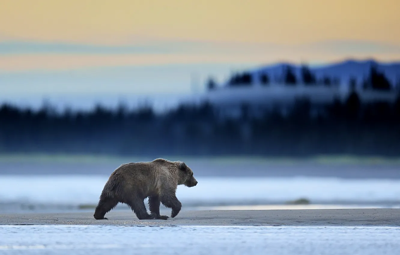 Фото обои Alaska, Predator, Sunrise, Wild, Lake, Bear, Clark, Mammal, Grizzly, Mmorning, Wildlife