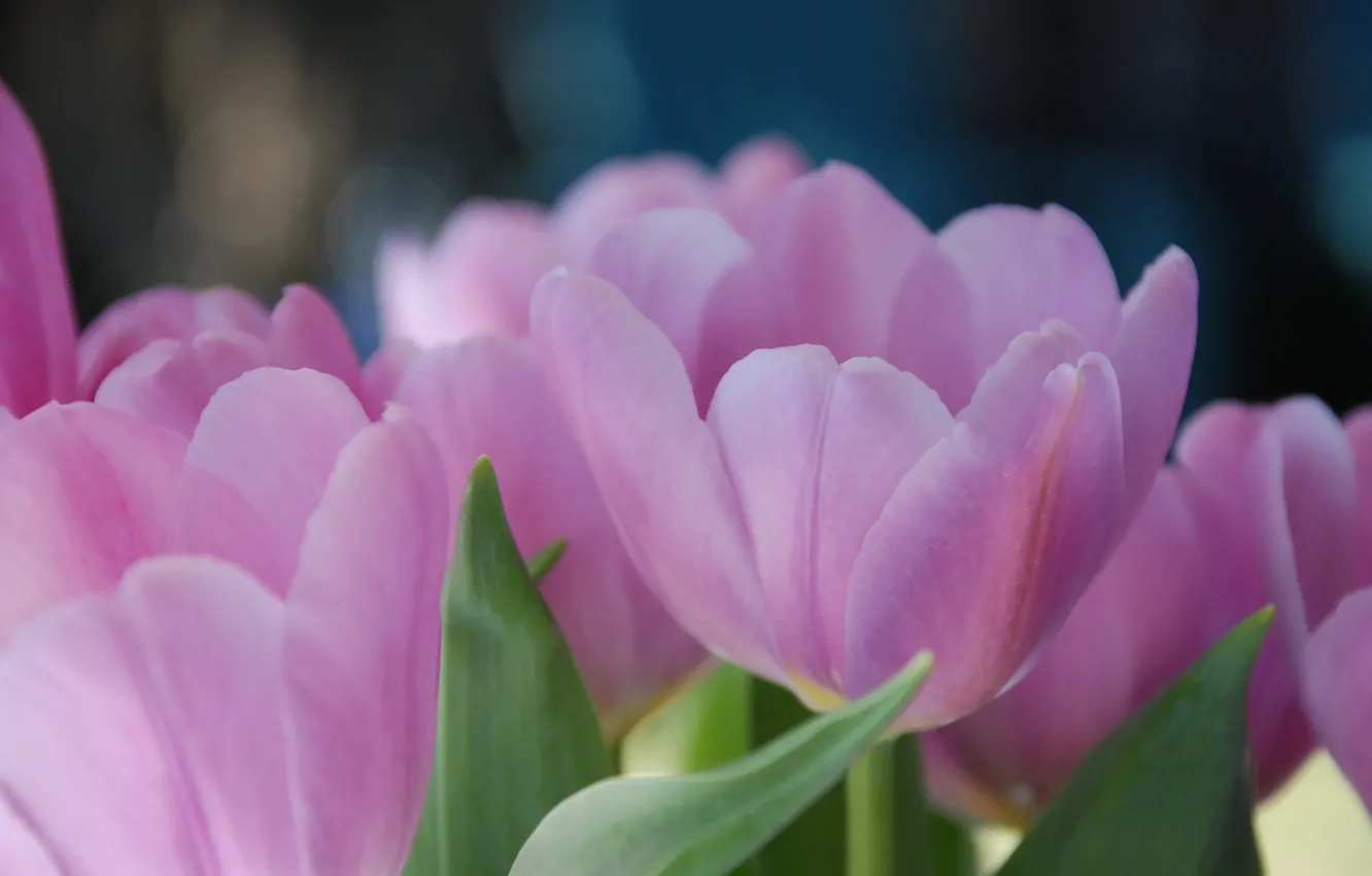Фото обои макро, цветы, тюльпан, весна, тюльпаны, лепестки. розовые