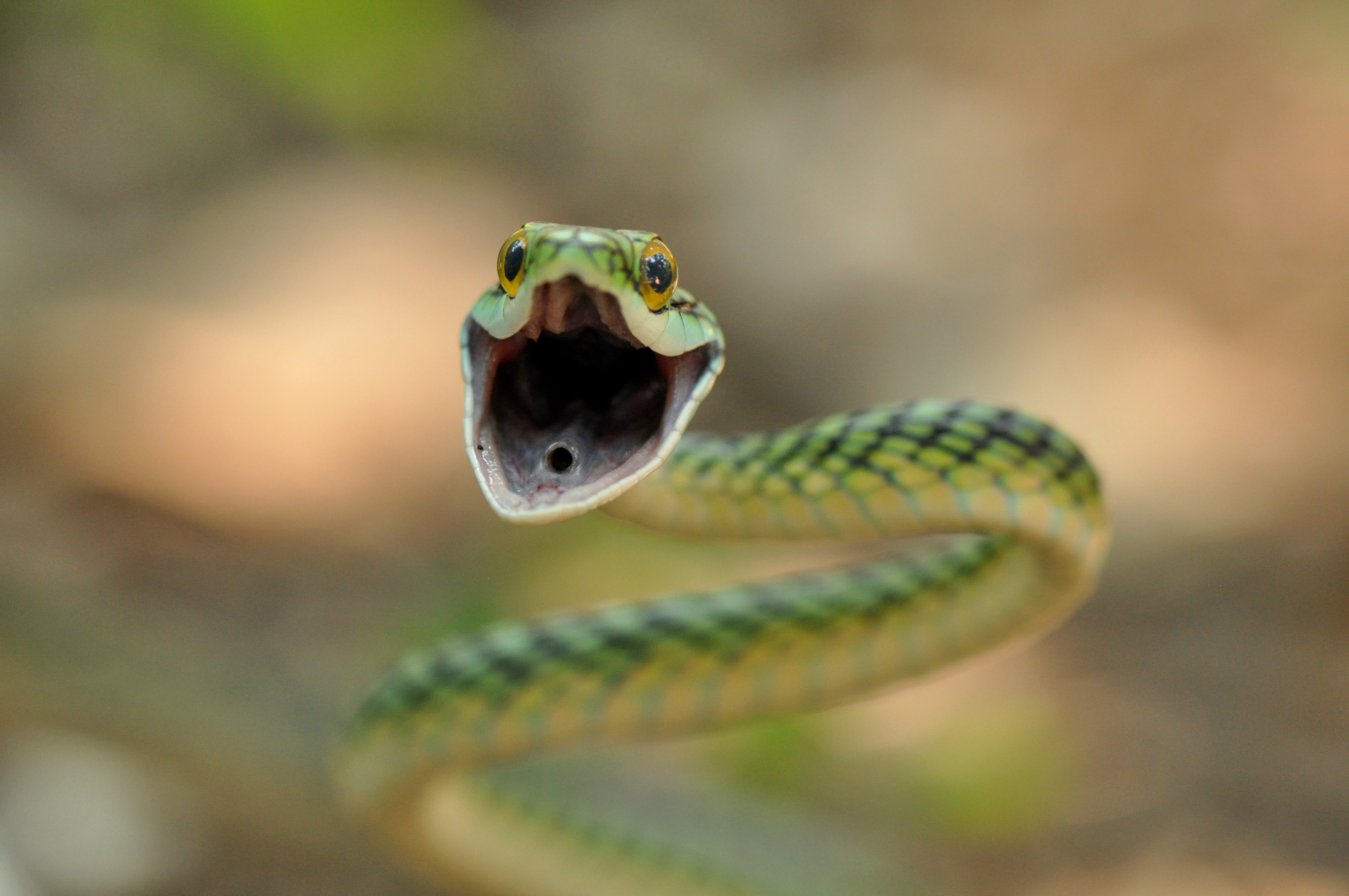 Змея глаза